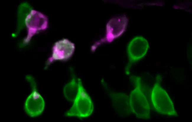 Les pouvoirs insoupçonnés des cellules de l’intestin sur le microbiote aux premiers stades de la vie