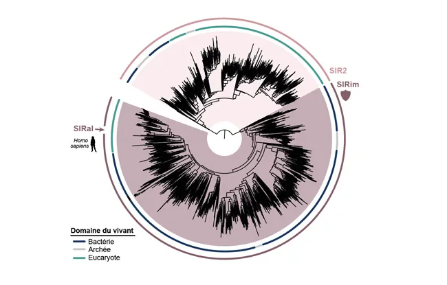 Une protéine humaine héritée des bactéries révèle un pan méconnu de notre immunité