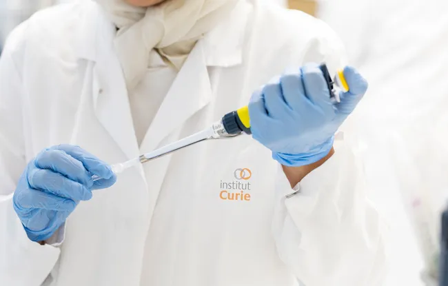 La migration des cellules souches neurales chez l’Homme enfin décryptées