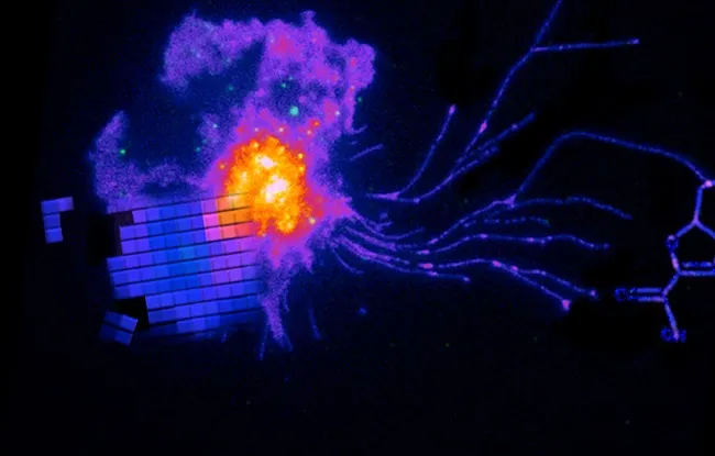 Biologie cellulaire et du développement